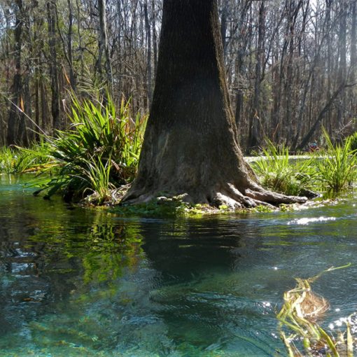 toni paddle 4 In: In Florida Protected Lands Are Not Safe from Development | Our Santa Fe River, Inc. (OSFR) | Protecting the Santa Fe River