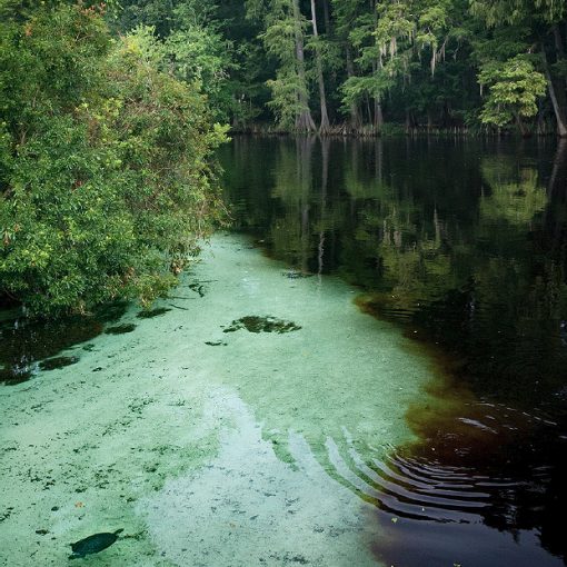 turtle spring2
