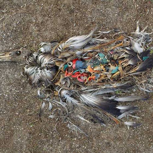 Plastic-filled-bird