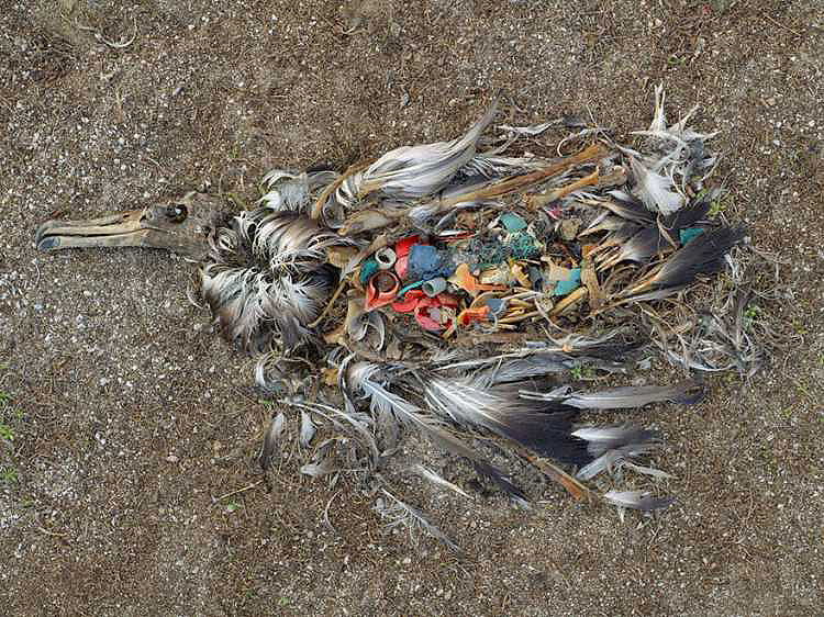 Plastic-filled-bird