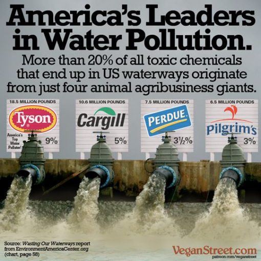 pollution chickens In: Environmental Groups Sue Pilgrim's Pride for Pollution of Suwannee River | Our Santa Fe River, Inc. (OSFR) | Protecting the Santa Fe River