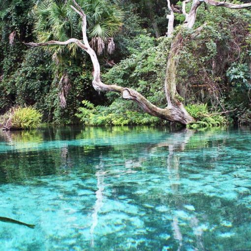 bob knight rainbow river