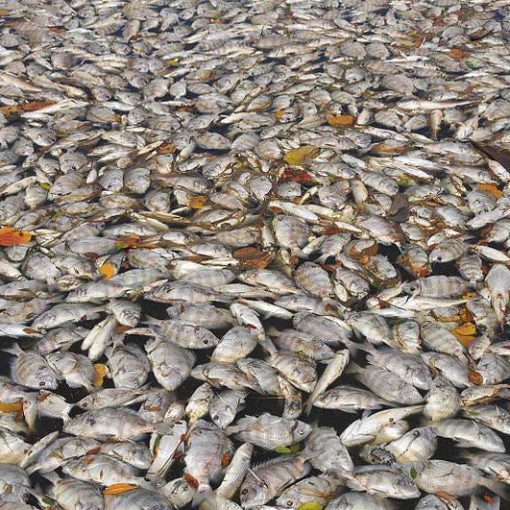 APFISH In: Florida’s building boom threatens wildlife-rich lagoon | Our Santa Fe River, Inc. (OSFR) | Protecting the Santa Fe River