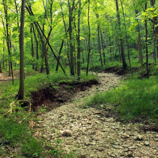 dry creeksmall In: Saving The Springs Is Unending Battle -- Because We Don't Want To Win It | Our Santa Fe River, Inc. (OSFR) | Protecting the Santa Fe River