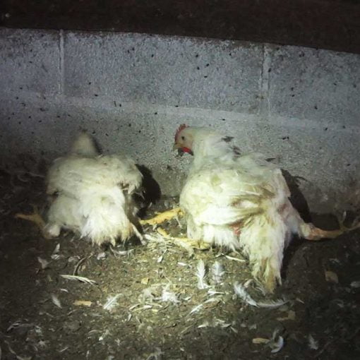 PILGRIMS PRIDE INVESTIGATION 2017 1200x800 In: HSUS UndercoverVideo Reveals Pilgrim’s Pride Has Much To Hide | Our Santa Fe River, Inc. (OSFR) | Protecting the Santa Fe River