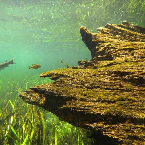 bobknight Ichetucknee In: Robert Knight: Florida’s springs are living things | Our Santa Fe River, Inc. (OSFR) | Protecting the Santa Fe River