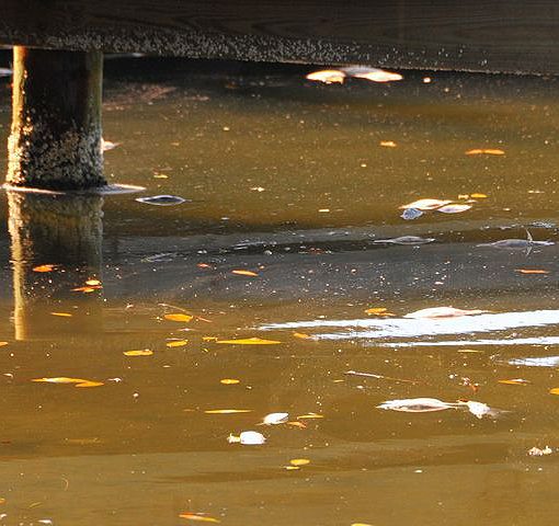 polluted water montcrief In: Woeful Lack of Leadership From Putnam, Caldwell, Crisafulli and Gardiner | Our Santa Fe River, Inc. (OSFR) | Protecting the Santa Fe River