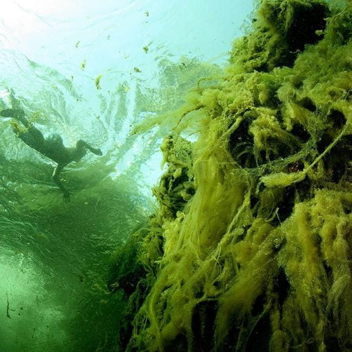 Troy springs algae In: Environmental Bills And Home Rule | Our Santa Fe River, Inc. (OSFR) | Protecting the Santa Fe River