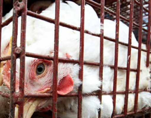 chicken rules In: USDA Caves In To Big Poultry -- Help Stop This Injustice | Our Santa Fe River, Inc. (OSFR) | Protecting the Santa Fe River