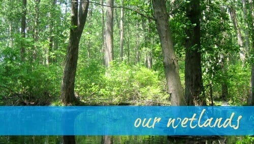 5 ourwetlands jpg In: Important Meeting, Alachua BOCC, Gainesville, Jan. 23, 2018 5 pm | Our Santa Fe River, Inc. (OSFR) | Protecting the Santa Fe River