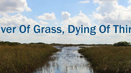 everglades special2 In: Everglades Controversy Will Be Settled By Rising Seas | Our Santa Fe River, Inc. (OSFR) | Protecting the Santa Fe River