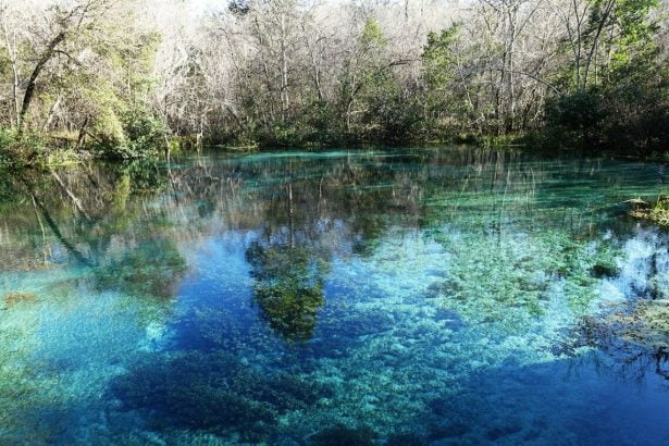 ich18b In: A Cold but Great Iche Nippy Dip 2018 | Our Santa Fe River, Inc. (OSFR) | Protecting the Santa Fe River