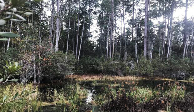 land trust In: North Florida Land Trust Puts 522 Acres in Conservation in Columbia Co. | Our Santa Fe River, Inc. (OSFR) | Protecting the Santa Fe River