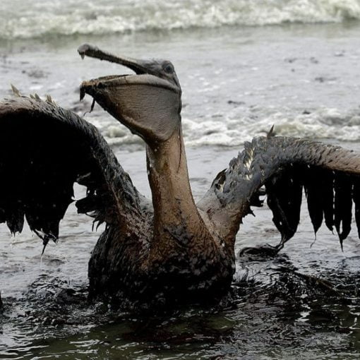oilspill2 In: No Matter Who They Are, They Have No Right to Do This | Our Santa Fe River, Inc. (OSFR) | Protecting the Santa Fe River