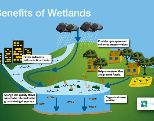Wetlands 720 In: Our Wetlands In Danger -- Defeat SB 1402 and HB 7043. | Our Santa Fe River, Inc. (OSFR) | Protecting the Santa Fe River