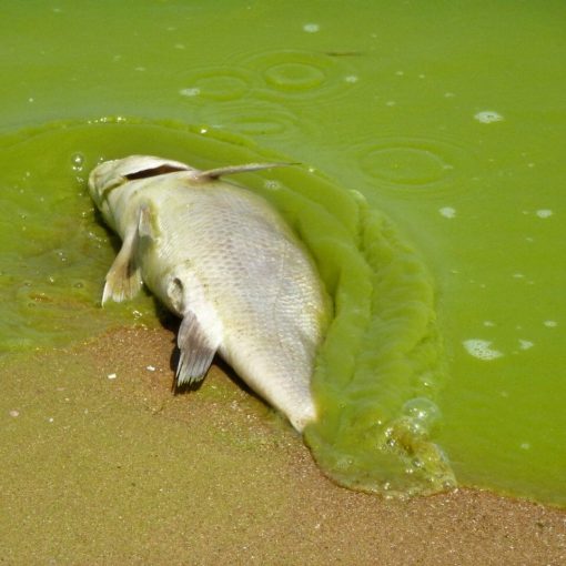 dead fish algae miseagrant In: Phosphorus Pollution Reaching Dangerous Levels Worldwide, New Study Finds | Our Santa Fe River, Inc. (OSFR) | Protecting the Santa Fe River