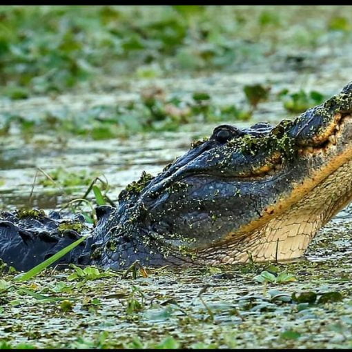 gator denslow In: What Are Our County’s Wetlands Worth? | Our Santa Fe River, Inc. (OSFR) | Protecting the Santa Fe River