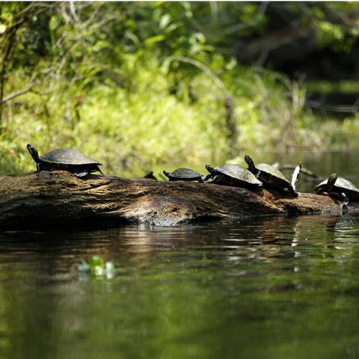 santa fe sus photo In: Gainesville Sun Jeers HPS II Mine | Our Santa Fe River, Inc. (OSFR) | Protecting the Santa Fe River