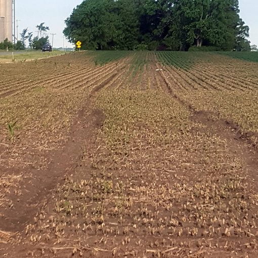 soybeans killed by dicamba In: EPA and Monsanto Must Be Held Accountable | Our Santa Fe River, Inc. (OSFR) | Protecting the Santa Fe River