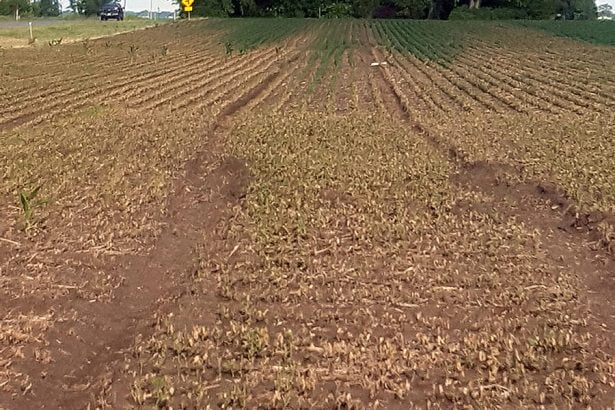 soybeans killed by dicamba In: EPA and Monsanto Must Be Held Accountable | Our Santa Fe River, Inc. (OSFR) | Protecting the Santa Fe River