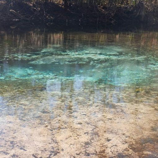 canonsprgs Ock In: Honor Marjorie Carr’s legacy: Free the Ocklawaha | Our Santa Fe River, Inc. (OSFR) | Protecting the Santa Fe River