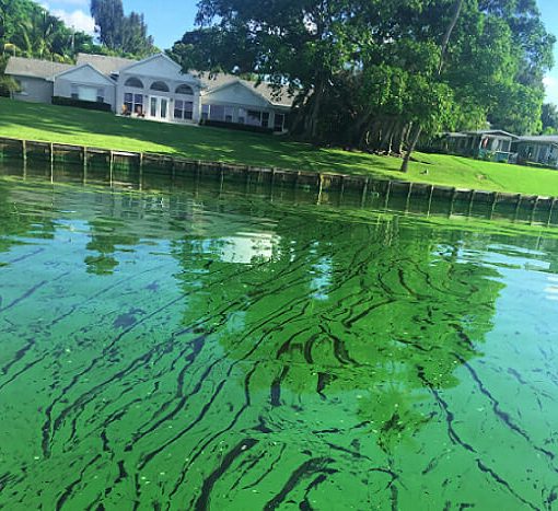 algae In: Algae Bad And Getting Worse | Our Santa Fe River, Inc. (OSFR) | Protecting the Santa Fe River