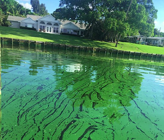 algae In: Algae Bad And Getting Worse | Our Santa Fe River, Inc. (OSFR) | Protecting the Santa Fe River
