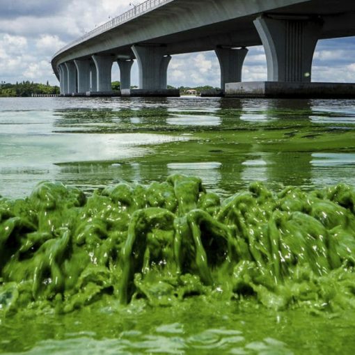 algae worst In: State of state’s water a concern | Our Santa Fe River, Inc. (OSFR) | Protecting the Santa Fe River