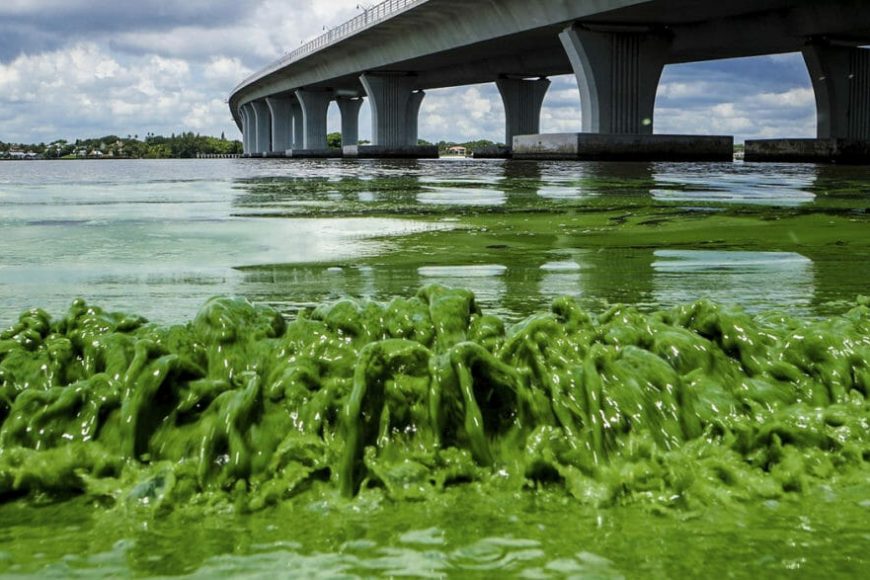 algae worst In: State of state’s water a concern | Our Santa Fe River, Inc. (OSFR) | Protecting the Santa Fe River