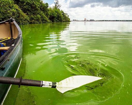 johnmoranalgae In: The Costs of Not Stopping Algae | Our Santa Fe River, Inc. (OSFR) | Protecting the Santa Fe River