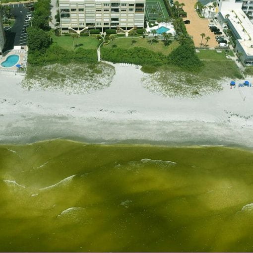 MELEALGAE In: Silence Of Science On Red Tide - Seeking Objective Research | Our Santa Fe River, Inc. (OSFR) | Protecting the Santa Fe River