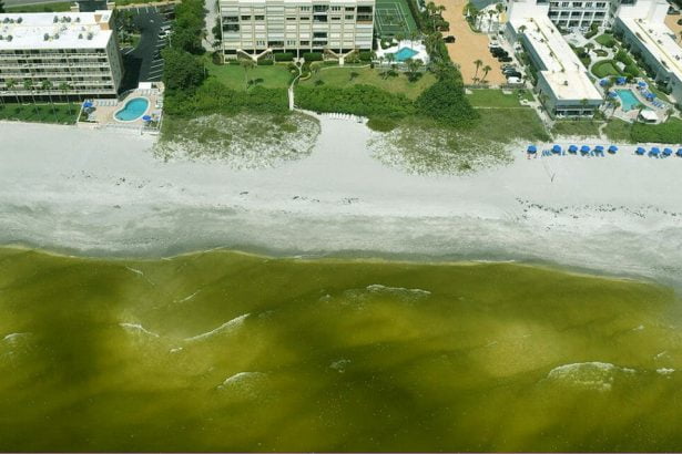 MELEALGAE In: Silence Of Science On Red Tide - Seeking Objective Research | Our Santa Fe River, Inc. (OSFR) | Protecting the Santa Fe River