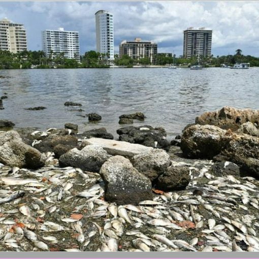 cunninghamfish In: ‘What have they done to my country? | Our Santa Fe River, Inc. (OSFR) | Protecting the Santa Fe River