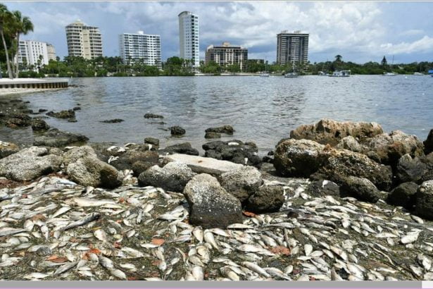 cunninghamfish In: ‘What have they done to my country? | Our Santa Fe River, Inc. (OSFR) | Protecting the Santa Fe River