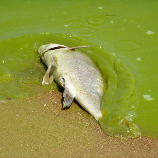 dead fish algae miseagrant In: What is causing Florida’s algae crisis? | Our Santa Fe River, Inc. (OSFR) | Protecting the Santa Fe River