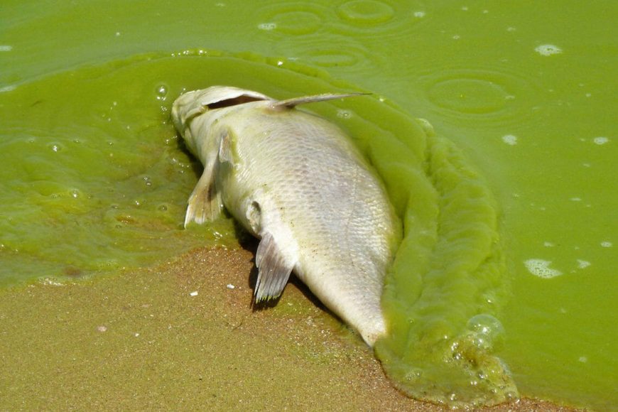 dead fish algae miseagrant In: What is causing Florida’s algae crisis? | Our Santa Fe River, Inc. (OSFR) | Protecting the Santa Fe River