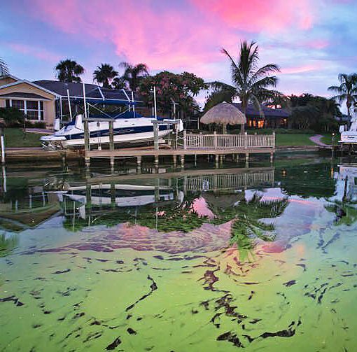 desmog algae In: Excellent Summary Of Florida's Water Woes | Our Santa Fe River, Inc. (OSFR) | Protecting the Santa Fe River