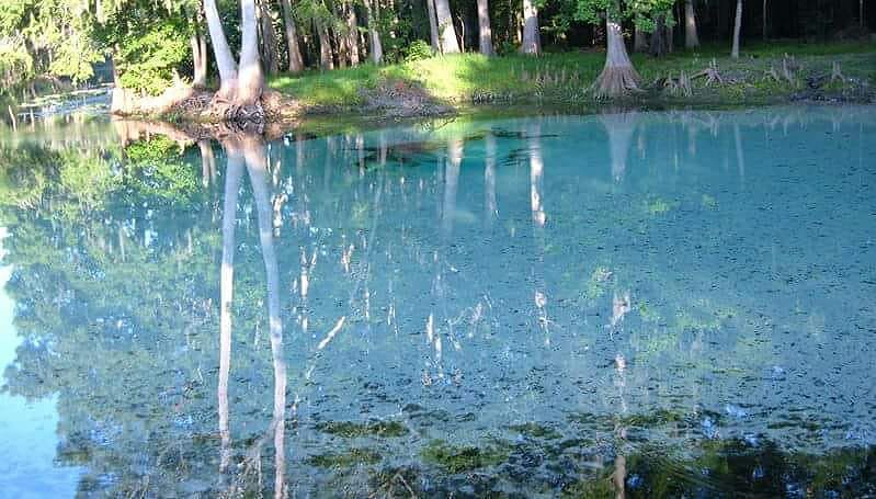 friendsRumIsland In: Great Suwannee River Basin Cleanup hosted by Friends of Rum Island Park | Our Santa Fe River, Inc. (OSFR) | Protecting the Santa Fe River