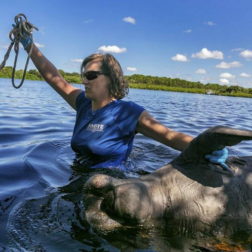 red tide In: A quiet, orderly killer | Our Santa Fe River, Inc. (OSFR) | Protecting the Santa Fe River