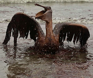 BP BROWNPELICANFI In: We've Had Enough Of Jeff Kottkamp's Falsehoods And Exaggerations | Our Santa Fe River, Inc. (OSFR) | Protecting the Santa Fe River