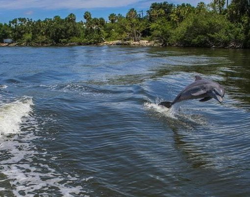brevard septics In: County commissioners back ban on new conventional septic systems beachside, near lagoon | Our Santa Fe River, Inc. (OSFR) | Protecting the Santa Fe River