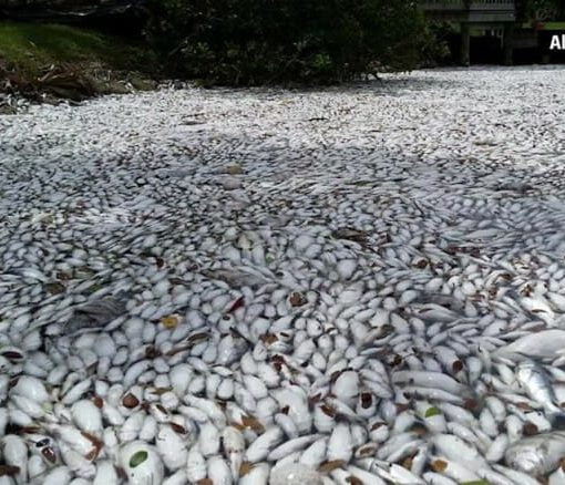 fish kill In: Scott must answer for environmental malpractice | Our Santa Fe River, Inc. (OSFR) | Protecting the Santa Fe River