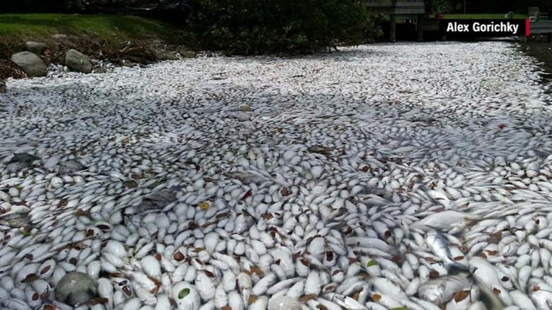 fish kill In: Scott must answer for environmental malpractice | Our Santa Fe River, Inc. (OSFR) | Protecting the Santa Fe River