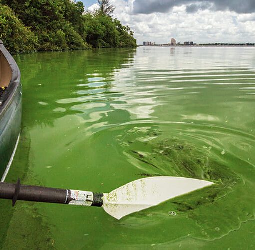 johnmoran algae 222 In: Remembering Rick Scott: Farewell, my muse | Guest column | Our Santa Fe River, Inc. (OSFR) | Protecting the Santa Fe River
