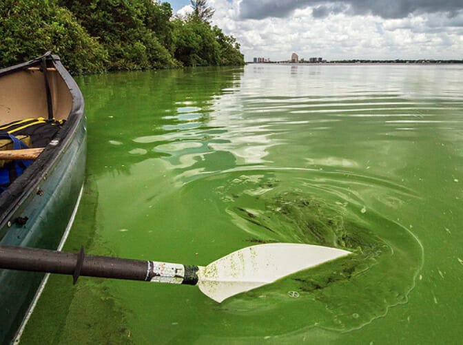 johnmoran algae 222 In: Remembering Rick Scott: Farewell, my muse | Guest column | Our Santa Fe River, Inc. (OSFR) | Protecting the Santa Fe River