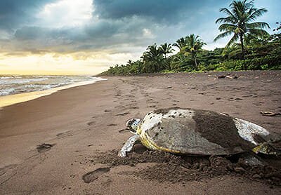 seaturtlefi In: Gary Appelson: Gulf oil drilling is not good for Florida | Our Santa Fe River, Inc. (OSFR) | Protecting the Santa Fe River