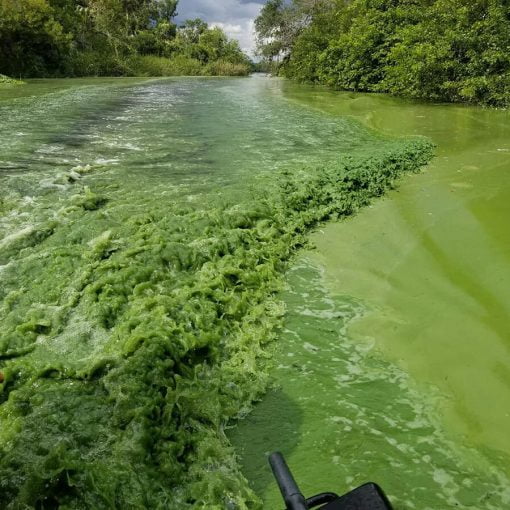 algae bad bad In: Algae toxins are airborne and can reach deep into human lungs, FGCU research shows | Our Santa Fe River, Inc. (OSFR) | Protecting the Santa Fe River