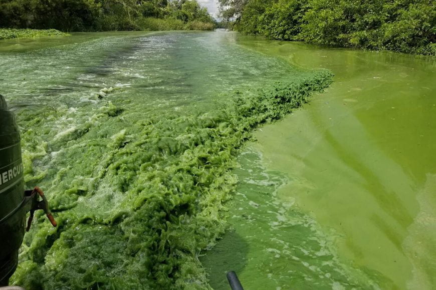 algae bad bad In: Algae toxins are airborne and can reach deep into human lungs, FGCU research shows | Our Santa Fe River, Inc. (OSFR) | Protecting the Santa Fe River