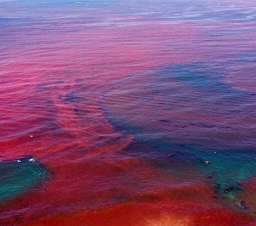 Red Tide NOAA photo In: Red Tide and Climate Change Affects Us All | Our Santa Fe River, Inc. (OSFR) | Protecting the Santa Fe River