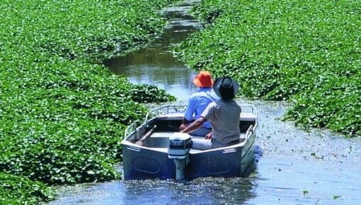 aquatic weeds In: FWC implementing enhancements to Aquatic Plant Management Program | Our Santa Fe River, Inc. (OSFR) | Protecting the Santa Fe River